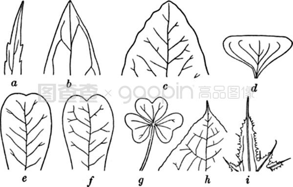 困困狗 only 表达自己只喜爱这个角色