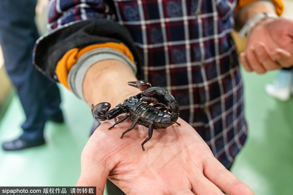 gv精品小蓝 精品值得一提的小蓝是