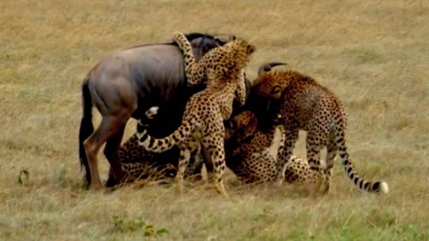 门事件视频在线