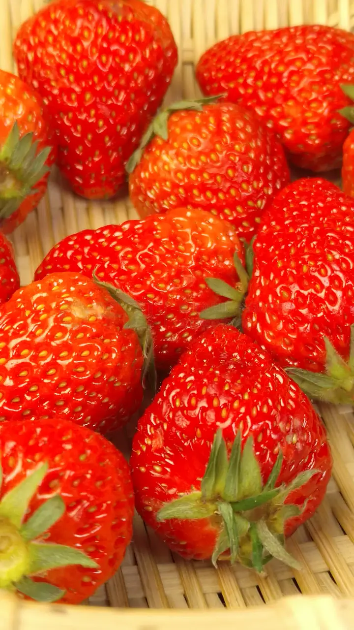 小马拉大车 videos 