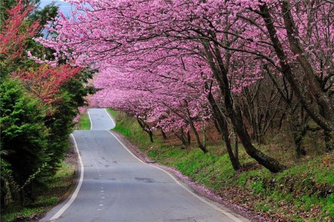 短剧黑料 短剧黑料却能高效刺激感官