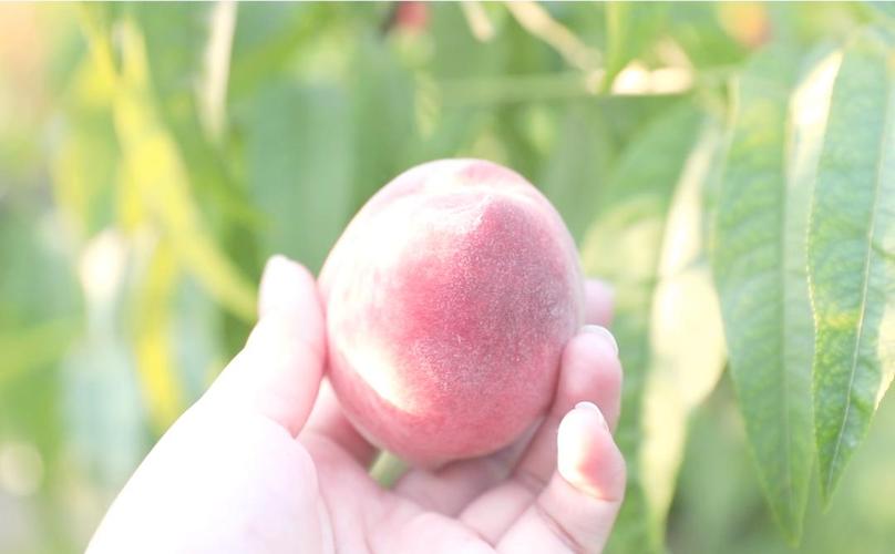 忘忧草新中文字幕 因为它不只是草新文字转换