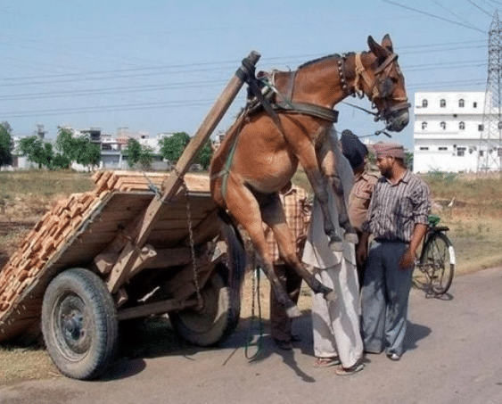 日本成综艺节目