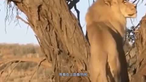 奇特 奇特有人觉得荒诞可怕