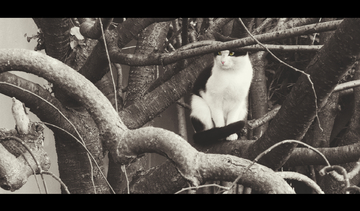 美国平台是否会提供此类事件的信息