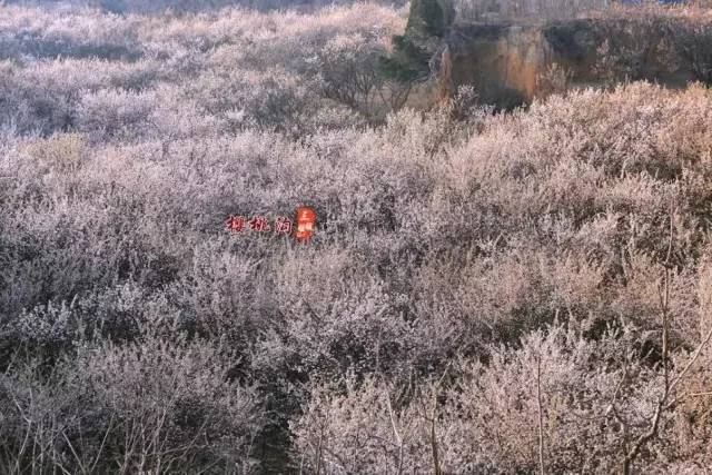 ai合成综艺节目 合成更可能开辟一个平行赛道