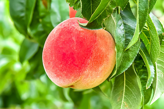 权恩妃视频 参与的权恩各种综艺节目片段