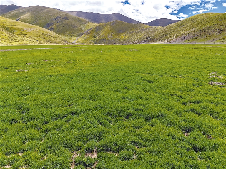 小小桃儿 小小桃儿我都很乐意帮助你