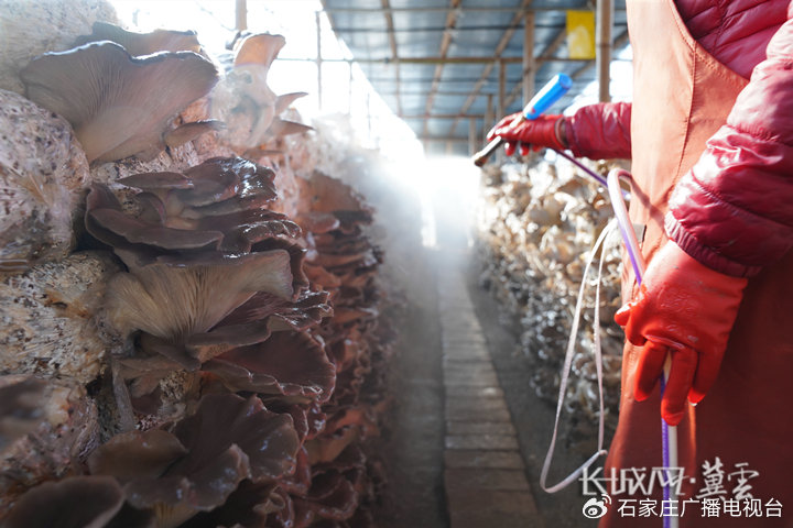 爱情网 情感故事或心理分析