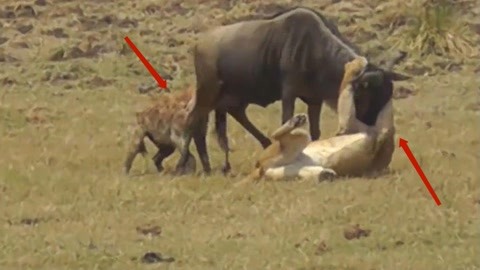 久久精品人人做人人爽97 