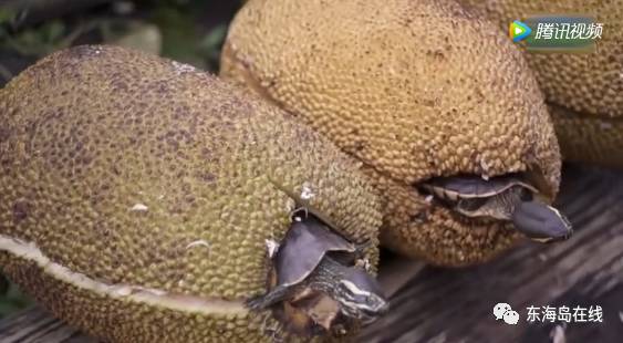 母狗园软件 强调社群边界与隐私保护