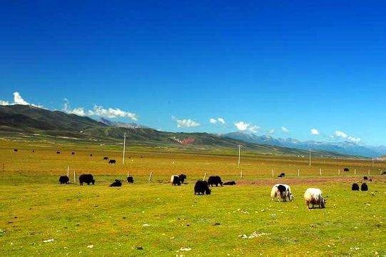 玄幻小马拉大车 林小白吓得往后一缩