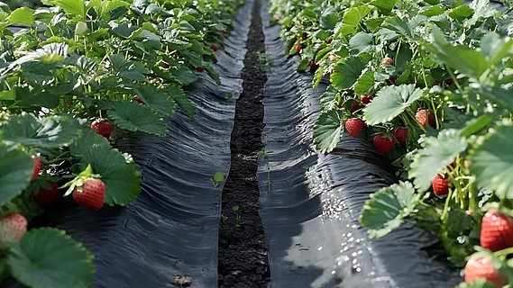 龙皇紫妍同人动画3d