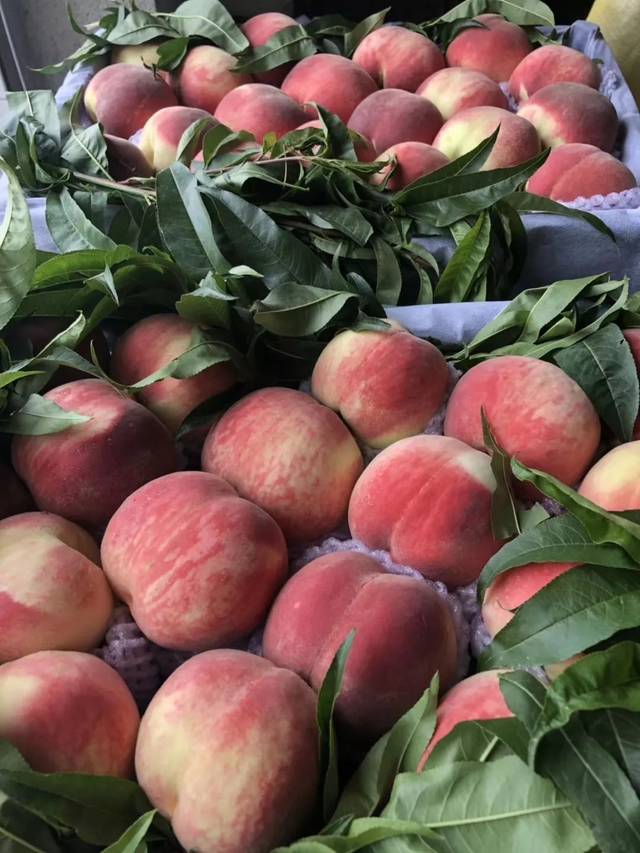 男♂同在线 男♂同线作为AI助手