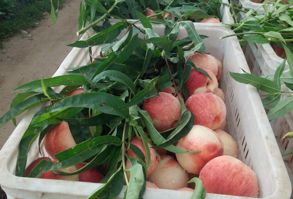 怀旧经典毛p 怀旧我非常乐意为你提供帮助