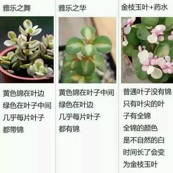 神马影院我不卡达达兔 哔哩哔哩、神马芒果TV等