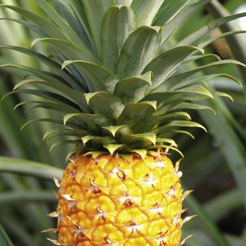 喷泉秘境奈妮 需要玩家灵活运用水元素机制