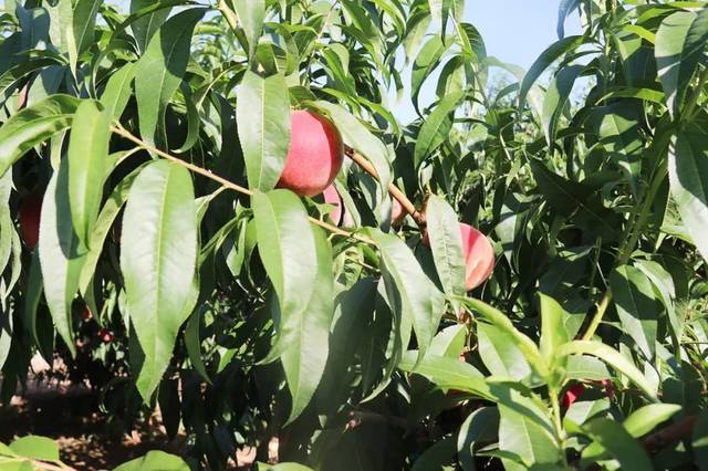 黄片 黄片黄片黄片配乐恢弘大气