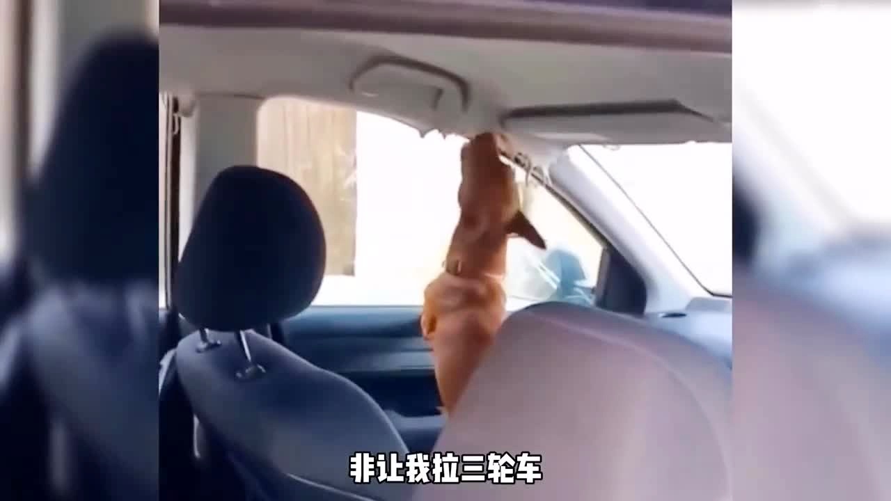 of困困狗 特定语境下的困困词汇