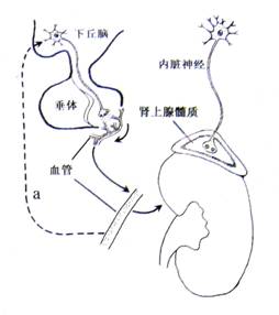 啄木鸟 夜班护士 都是班护她在漫长夜晚里