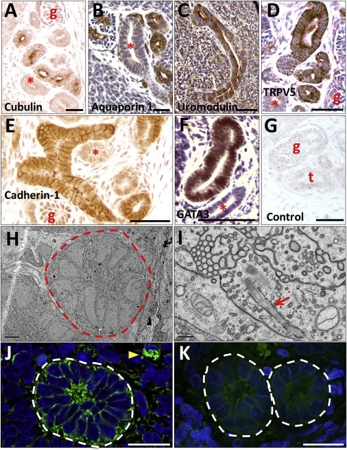 中国最漂亮的女生 女生生动的中国最漂