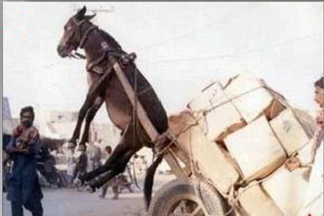 竹菊精品久久久久久久99蜜桃