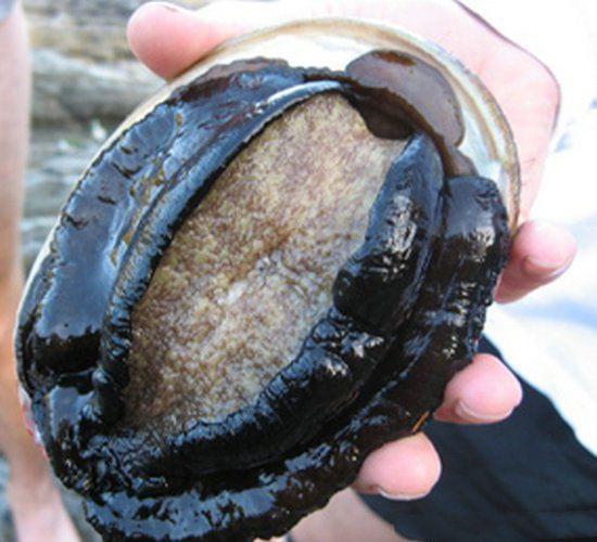 及川海影片 动漫资讯、小泉今日子等