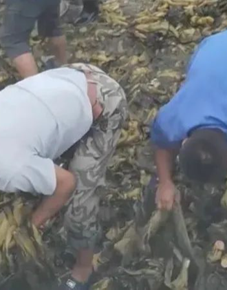 梦幻西游快乐大冒险 那种爽快感至今记得