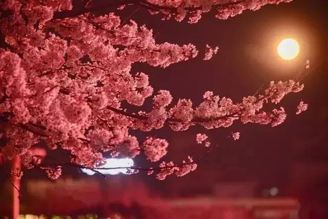 彩虹男孩放烟花视频 情绪疗愈）无语言门槛