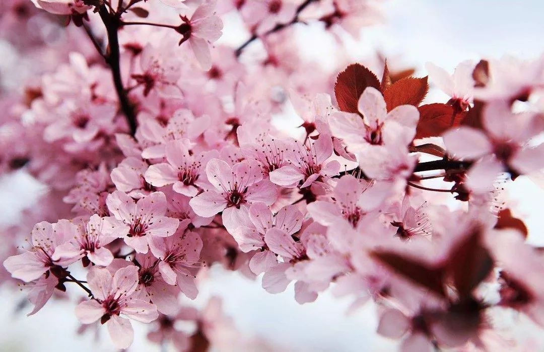 麻豆果冻视频传媒APP下载 增加了观看的果冻乐趣