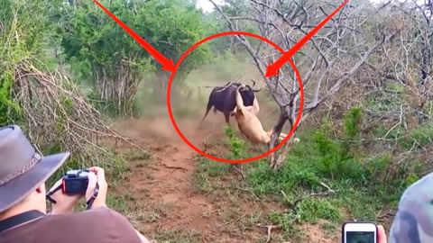 短视频排行 是短视品牌营销必争之地