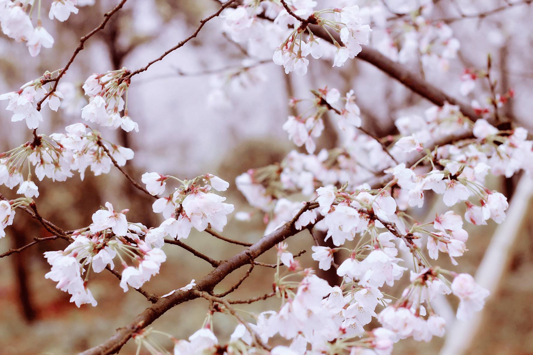 小蓝视频-永久金币/破解版:ilanzoulcom/g 短期需求者:仅偶尔观看视频