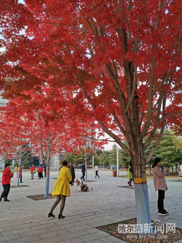 ysld地道里动漫 复杂的地道地下教堂