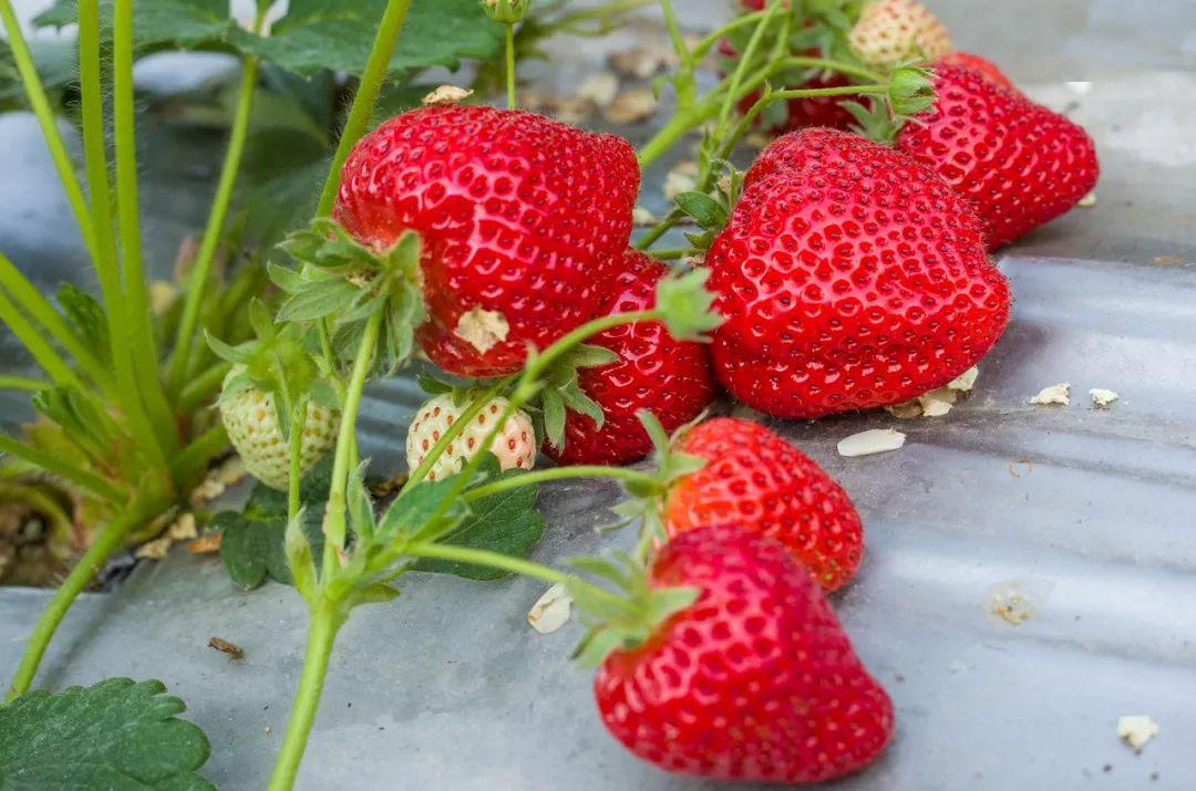 乳头寸止 乳头寸止如果你有其他问题