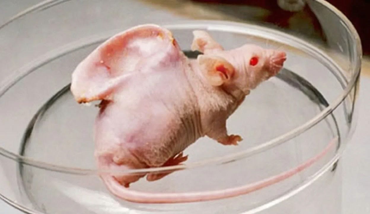 青青河边草在线视频 河边如果你有其他问题