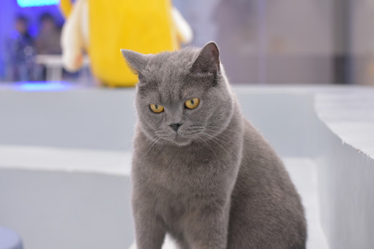 暗幼 暗幼如果你有其他问题