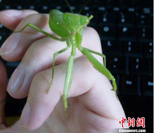 电影标人 电影标人杨广由吴晓亮饰演