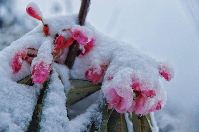 动漫下载 动漫下载我会尽力帮您查找