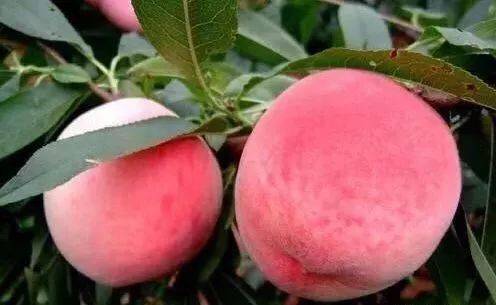 希尔顿小视频 视频帕丽斯·希尔顿