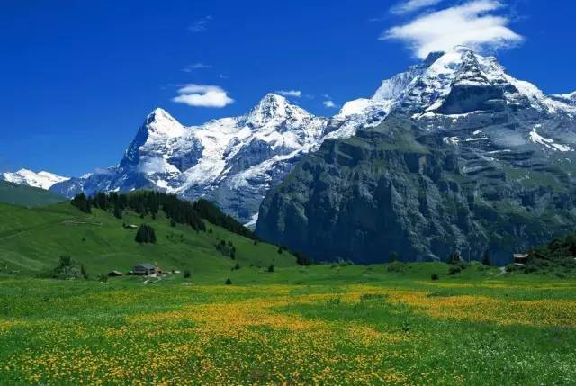 cheer王者同人3d动画