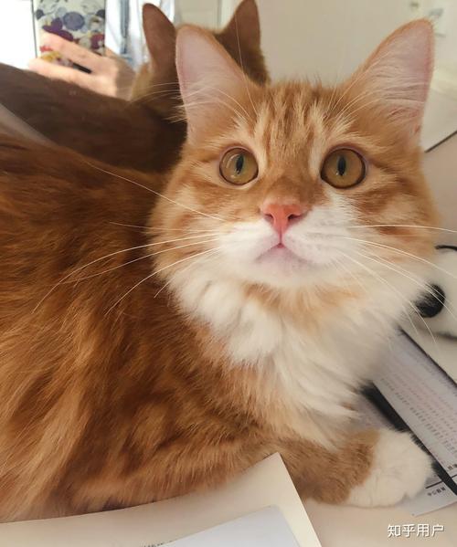 寸止挑战第一期 挑战有趣的第期挑战或游戏