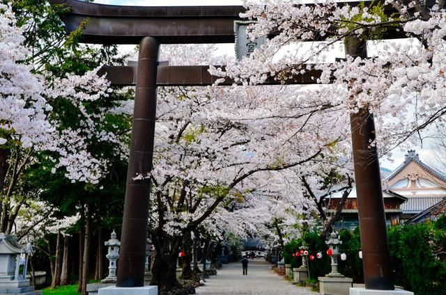 野花社区WWW视频 竟然引发了一场城市绿化运动